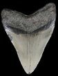 Megalodon Tooth - North Carolina #54776-2